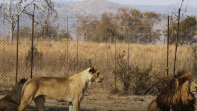 captive bred lions